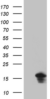 ZKSCAN1 antibody