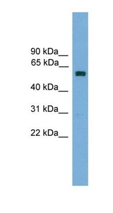 Zkscan14 antibody