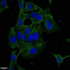 ZKSCAN3 antibody