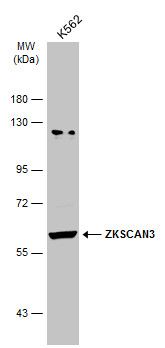 ZKSCAN3 Rabbit Polyclonal Antibody