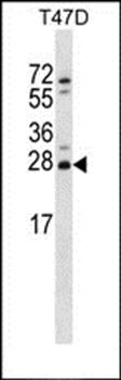 ZMAT2 antibody