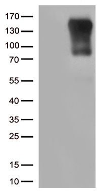 ZMAT4 antibody