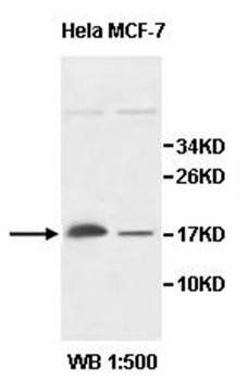 ZMAT4 antibody