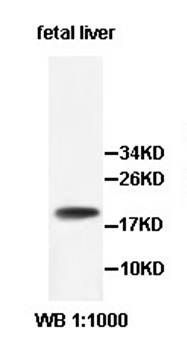 ZMAT5 Rabbit Polyclonal Antibody