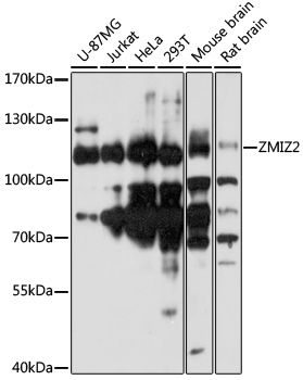 ZMIZ2 antibody