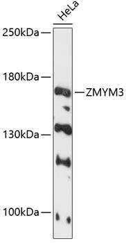 ZMYM3 antibody