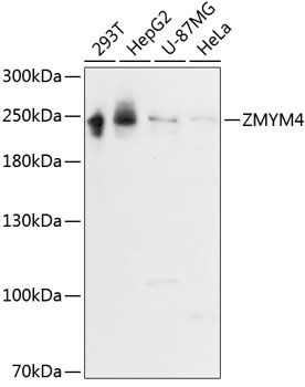 ZMYM4 antibody