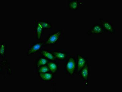 ZMYND11 Antibody