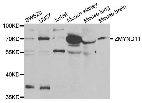 ZMYND11 antibody