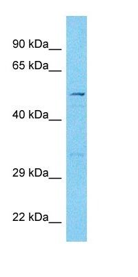 ZN155 antibody