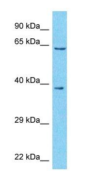 ZN177 antibody