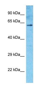 ZN205 antibody