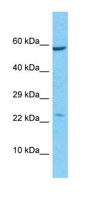 ZN321 antibody