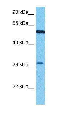 ZN346 antibody