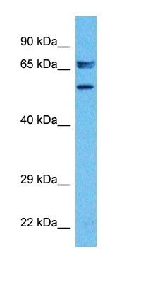 ZN358 antibody