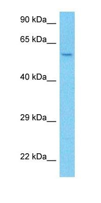 ZN480 antibody