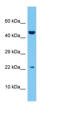 ZN576 antibody