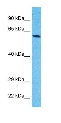 ZN614 antibody