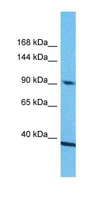 ZN618 antibody