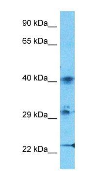 ZN662 antibody
