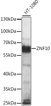 ZNF10 antibody
