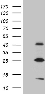 ZNF114 antibody