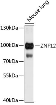 ZNF12 antibody