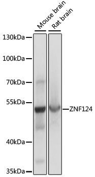 ZNF124 antibody