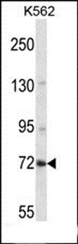 ZNF132 antibody