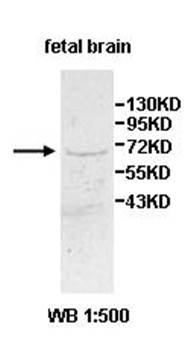 ZNF132 Rabbit Polyclonal Antibody