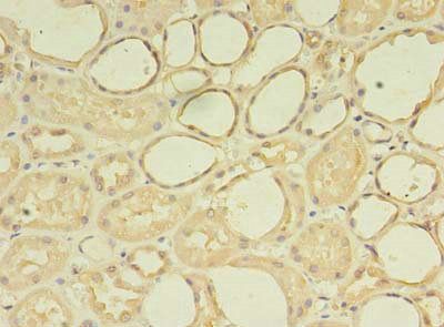 ZNF133 Antibody