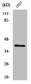 ZNF134 antibody