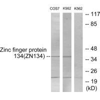 ZNF134 antibody