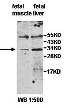 ZNF138 antibody