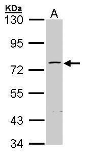 ZNF143 Rabbit Polyclonal Antibody