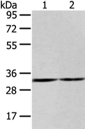 ZNF146 antibody