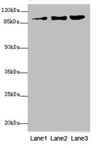 ZNF148 antibody