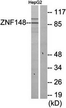 ZNF148 antibody