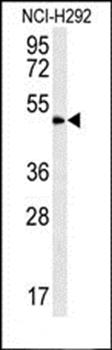 ZNF154 antibody