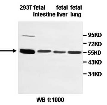 ZNF165 antibody