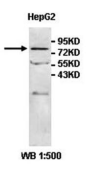 ZNF167 Rabbit Polyclonal Antibody