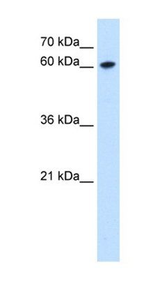 ZNF169 antibody