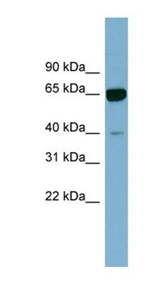 ZNF169 antibody