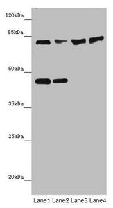 ZNF169 antibody