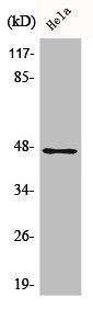 ZNF174 antibody