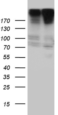 ZNF175 Antibody