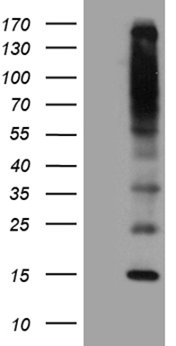ZNF175 Antibody
