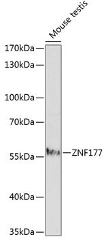 ZNF177 antibody