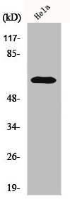 ZNF18 antibody