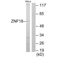 ZNF18 antibody